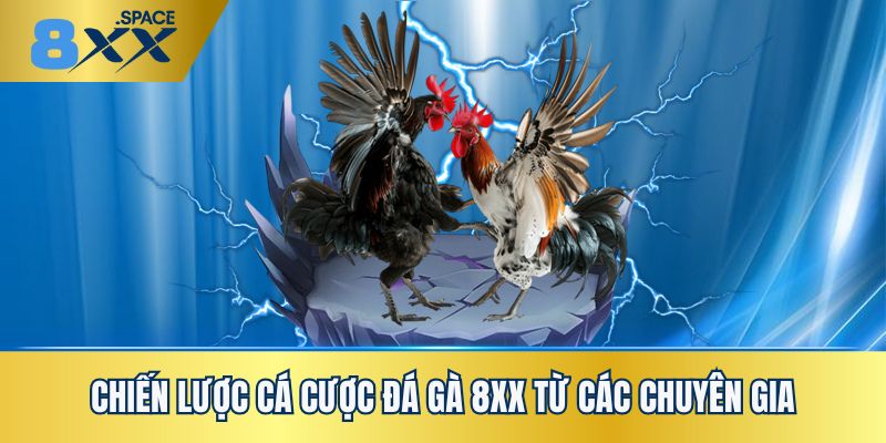 đá gà 8XX Những chiến thuật cá cược đá gà 8XX từ cao thủ lão luyện