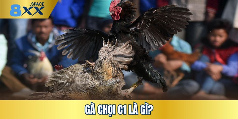 Gà chọi C1 Giới thiệu vài nét về giải đấu chọi gà C1 chuyên nghiệp