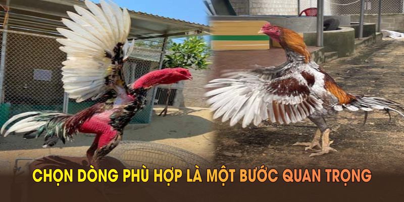 Cách nuôi gà đá Chọn dòng phù hợp là một bước quan trọng trong cách nuôi gà đá