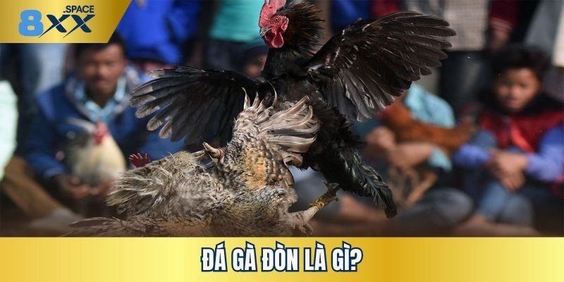 Khái niệm cần nắm về đá gà đòn