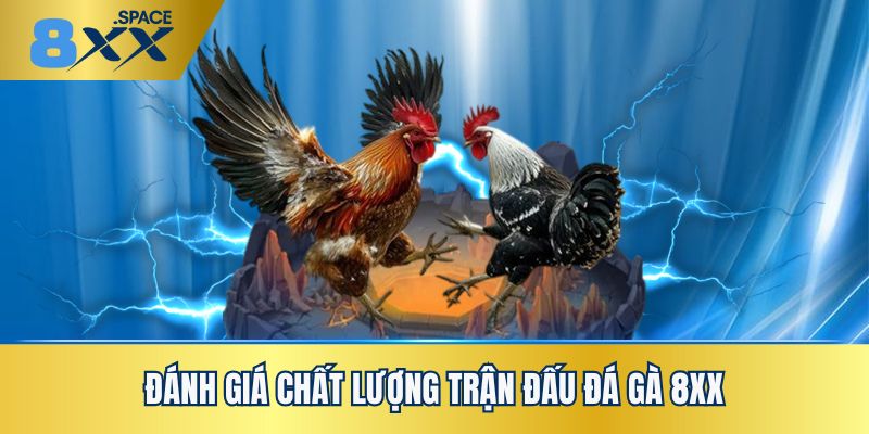 đá gà 8XX Nhận xét về chất lượng các trận đấu đá gà 8XX từ cộng đồng