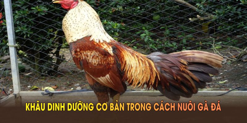 Cách nuôi gà đá Khâu dinh dưỡng cơ bản trong cách nuôi gà đá để tối ưu sức khỏe