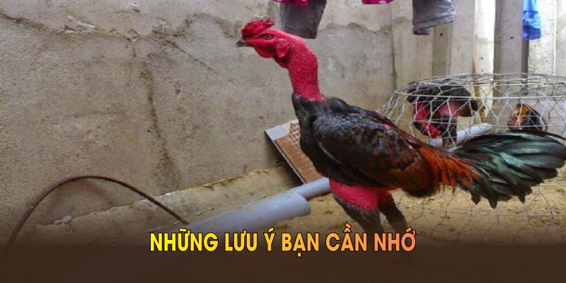 Cách nuôi gà đá Những lưu ý bạn cần nhớ khi thiết lập chuồng trại theo cách nuôi gà đá